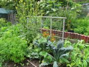 Permaculture garden.jpg