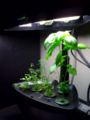 Aerogarden.jpg