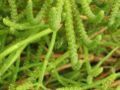 Salicornia.jpg